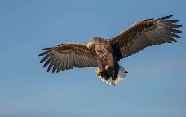 Meet the Man Reintroducing Sea Eagles to Lake Geneva
