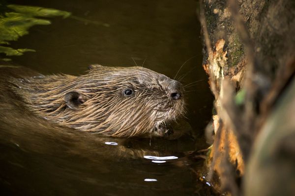 Beavers Back in London? 5 Good News Stories for February 2023