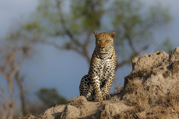 When is the Best Time to Go on Safari in South Africa?