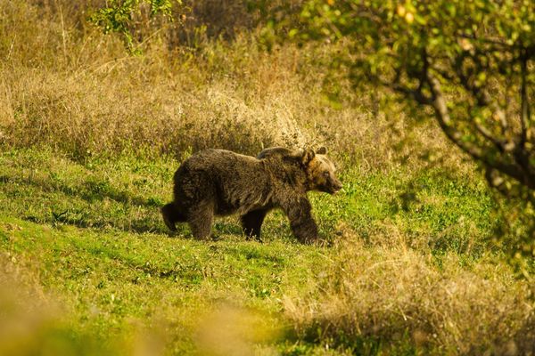 How Marsican Brown Bears are Bringing Life Back to Abruzzo