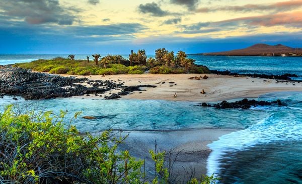 A Wildlife Guide to the Galapagos Islands