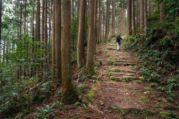 The Ancient Pilgrim Trails Through Japan's Sacred Mountains