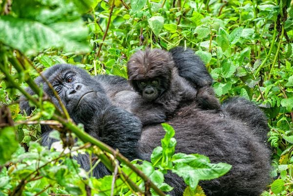 In Sight of Silverbacks: Gorilla Trekking in Rwanda's Volcanoes National Park